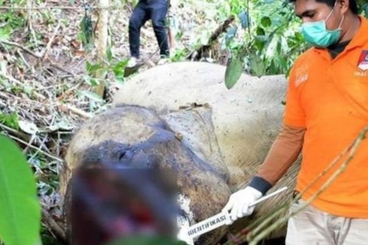 Bunta, gajah yang banyak membantu BKSDA Aceh dalam menggiring gajah liar yang berkonflik di berbagai tempat, mati terbunuh Juni 2018. 