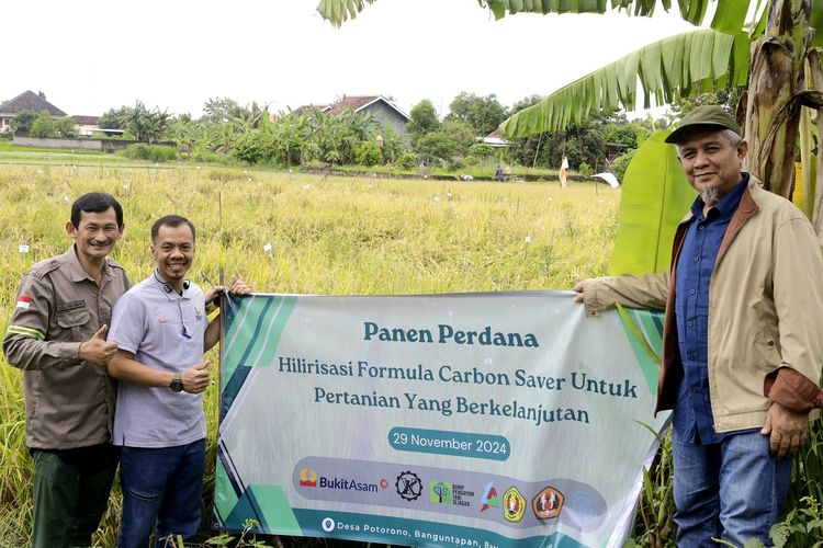 Bukit Asam menggelar Panen Perdana Hilirisasi Formula Carbon Saver untuk Pertanian yang Berkelanjutan di Yogyakarta, Jumat (29/11/2024). 
