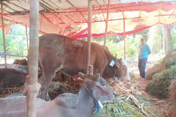 Suhendro penjual hewan kurban di Kota Semarang, Jawa Tengah baa tersenyum lebar karena hewan kurban yang dia jual habis terjual