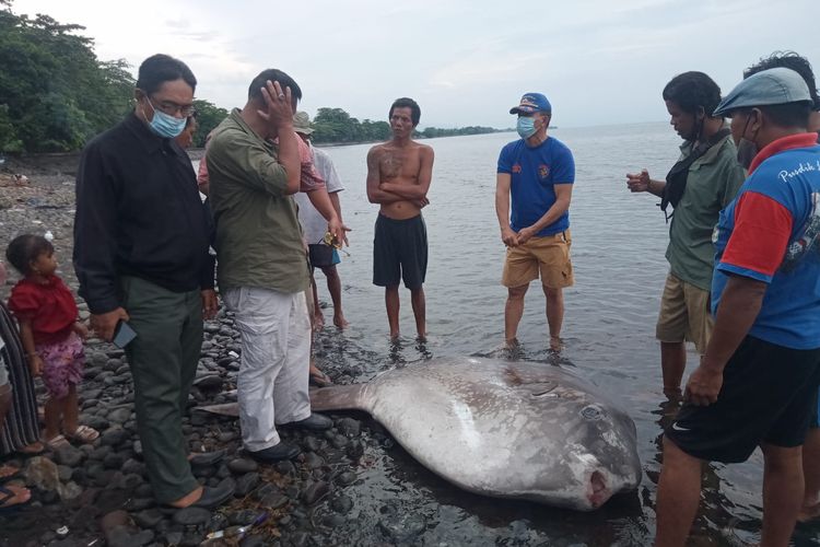 Ikan mola-mola ditemukan terdampar dan mati di Pantai Penarukan, Kabupaten Buleleng, Bali.