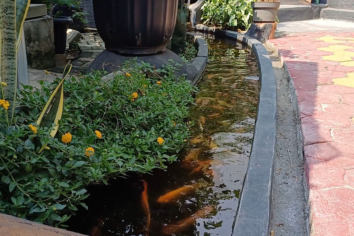 Ikan hias di saluran air kebun budidaya anggur yang dikelola Dany Arwanto bersama Warga RT 07 RW 01 Tugu Utara, Koja, Jakarta Utara.