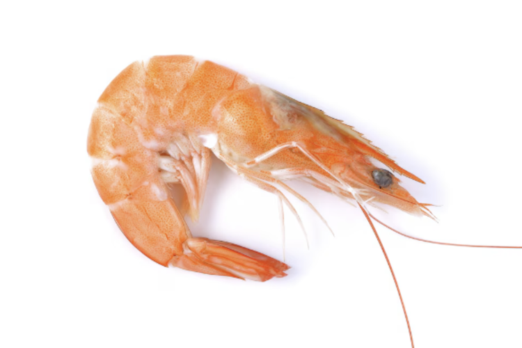 Kenali “Shrimp Posture”, Dampak Kebiasaan Menunduk saat Melihat Ponsel
