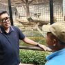 Sorot Anak Harimau Mati di Bandung Zoo, Ono Surono Ungkap Arahan Megawati demi Selamatkan Satwa