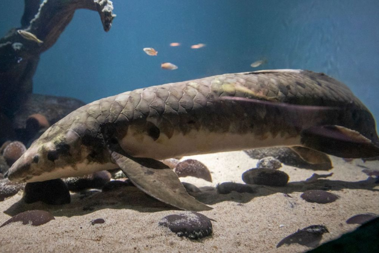 Methuselah, ikan tertua di dunia yang hidup di akuarium.