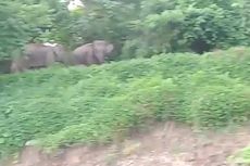 9 Gubuk dan Puluhan Hektar Kebun di Aceh Utara Dirusak Gajah Liar