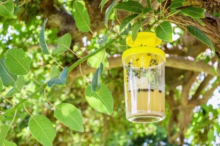 Ilustrasi perangkap lalat buah