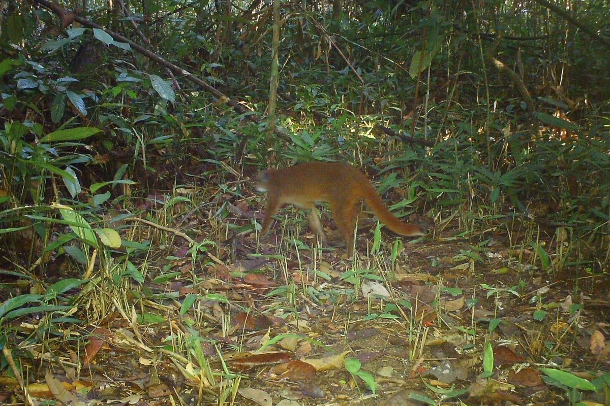 Kucing merah yang tertangkap kamera jebak di hutan sungai wain, Balikpapan, Kaltim, 2016. 