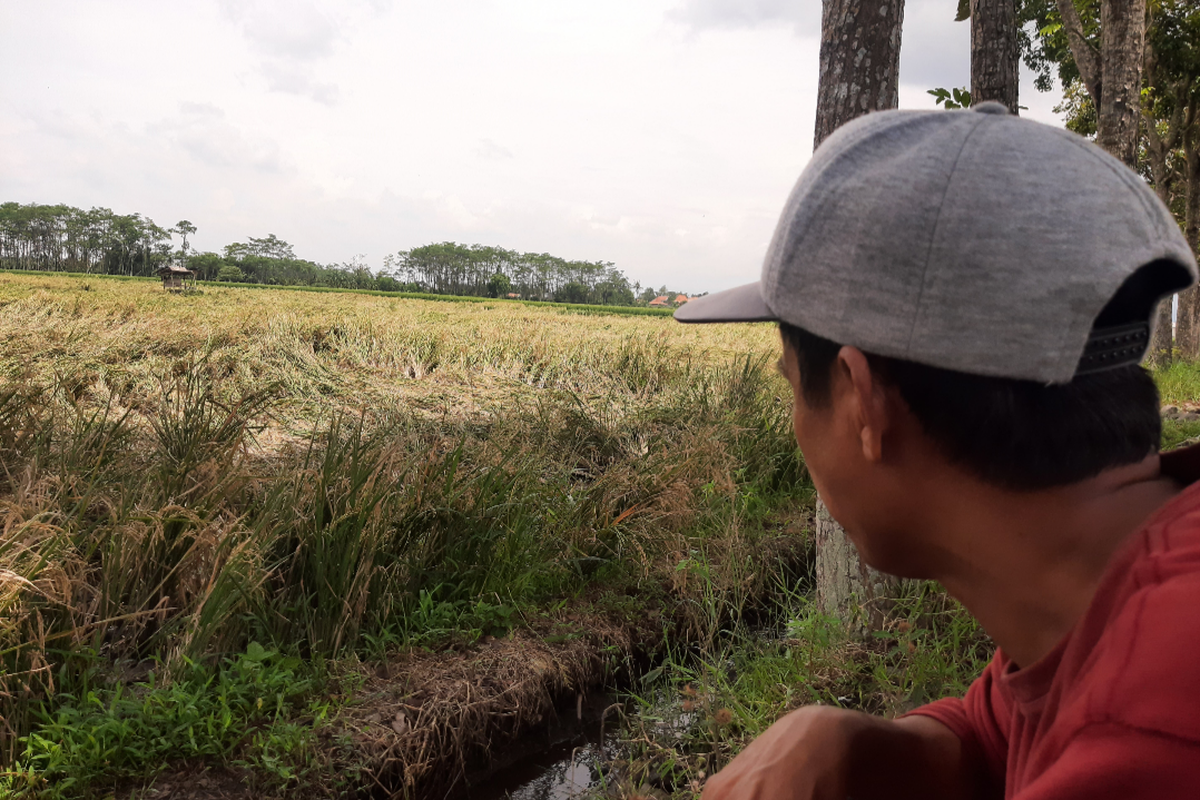 Muhtadi, meratapi kondisi padi yang ditanamnya roboh usai diterjang angin kencang 
