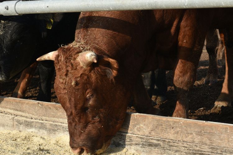 Ilustrasi dedak, pakan ternak. 