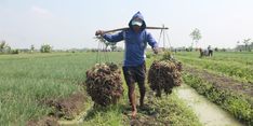 Ikuti Saran Ganjar Pakai Pupuk Organik, Produktivitas Petani Bawang di Brebes Meningkat 30 Persen