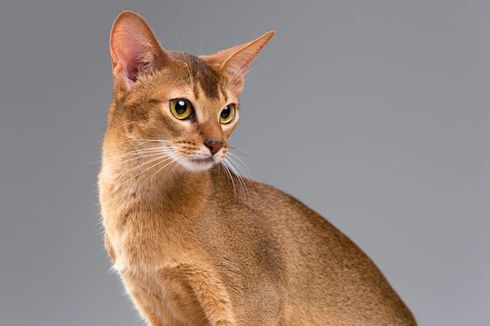 Termasuk Jenis yang Unik, Berikut Sifat dan Karakter Kucing Abyssinian