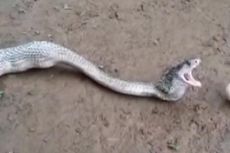 Seekor Kobra Muntahkan 6 Telur Utuh dari Perutnya