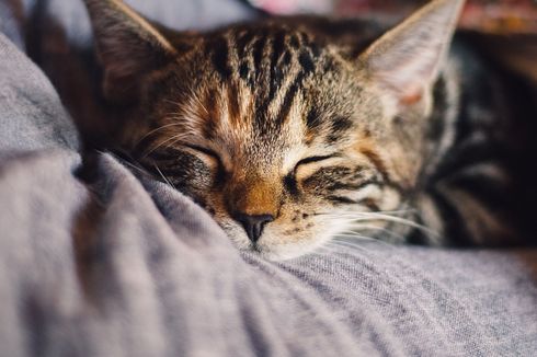 Mengapa Kucing Senang Tidur di Dekat Tubuh Manusia?
