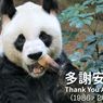 Panda Tertua di Dunia Meninggal pada Usia 35 Tahun di Hong Kong