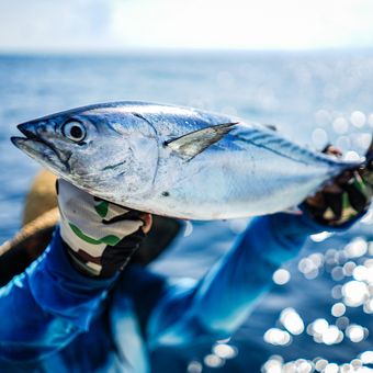 Ilustrasi ikan tuna, penangkapan ikan tuna.