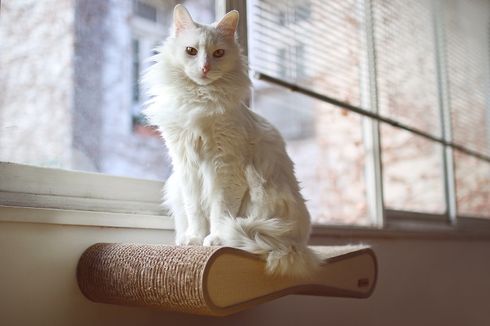 Cara Merawat Kucing Anggora, Rutin Sisir Bulunya