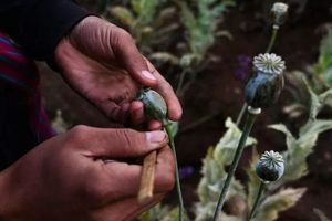Produksi Opium Meningkat Tajam di Myanmar, Petani Tak Punya Pilihan