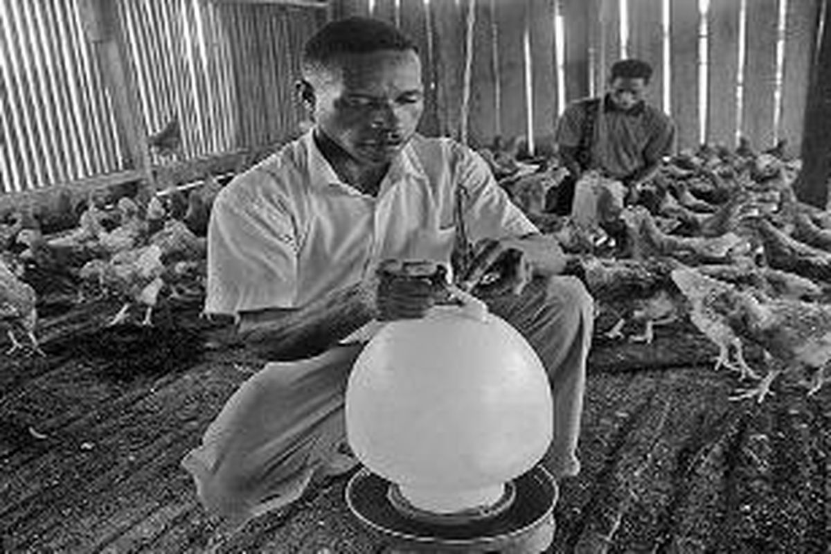 Sejumlah siswa SMKN I Sota, Kabupaten Merauke, Papua, belajar beternak ayam, Sabtu (16/10). Sebanyak 128 siswa dari Papua dan Papua Niugini menempuh pendidikan pertanian dan peternakan di sekolah yang berlokasi hanya dua kilometer dari perbatasan Indonesia dan Papua Niugini itu. 