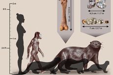 Bukan Hewan Imut, Ahli Identifikasi Fosil Berang-berang Seukuran Singa