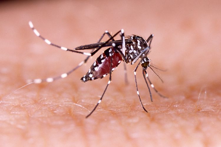 Ilustrasi demam berdarah dengue, dampak perubahan iklim pada kesehatan bisa meningkatkan kasus penyebaran penyakit DBD. 