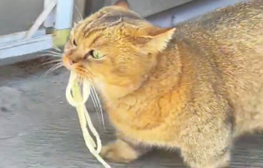 Kucing Ini Datangi Warung untuk Minta Mi Setiap Hari, Videonya ...