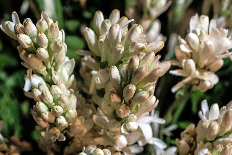 Ilustrasi bunga sedap malam.