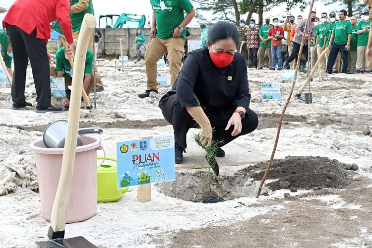 Ketua DPR Puan Maharani saat penanaman pohon di lahan bekas tambang timah, dekat bandara, Bangka Tengah, Senin (20/6/2022).