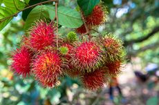 13 Penyakit yang Bisa Dicegah dan Diobati dengan Makan Rambutan