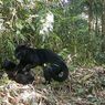 Langka, Ini Penampakan 2 Ekor Macan Kumbang di Gunung Halimun Salak