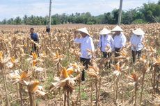 Presiden Jokowi Dorong Produktivitas dan Harga Jagung Ditingkatkan