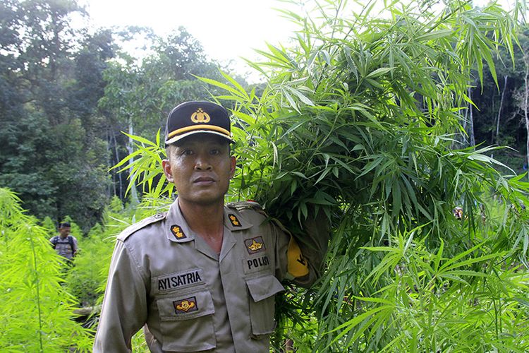 Kapolres Aceh Besar AKBP Ayi Satria sedang mengangkut batang ganja yang telah dicabut untuk dibakar langsung di lokasi kawasan hutan Desa Cot Sibate, Kecamatan Montasik, Aceh Besar, Rabu (06/03/2019). 