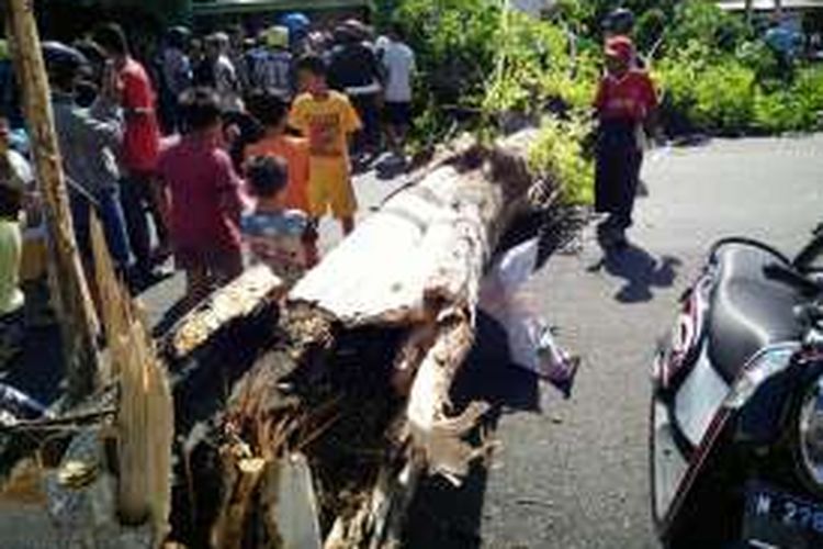 Akibat angin kencang sebuah pohon sono di Jalan Panglima Sudirman Kota Pasuruan tumbang mengenai pengendara motor yang sedang melintas, Senin (19/12/2016)