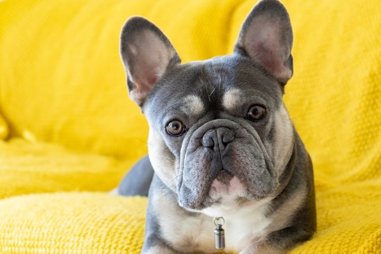 Catat, Ini 10 Perbedaan Anjing French Bulldog dan Boston Terrier Halaman  all - Kompas.com