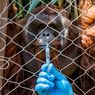 Kebun Binatang di Chili Beri Vaksin Covid-19 Dosis Kedua untuk Harimau dan Orang Utan