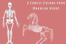 3 Fungsi Tulang pada Makhluk Hidup