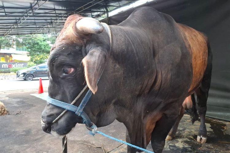 Sapi berbobot 1,2 ton yang ditampilkan sebagai bagian dari program kurban Dompet Dhuafa di halaman Philanthropy Building, Pejaten, Jakarta Selatan.