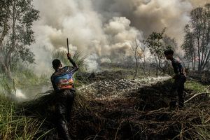 4 Perusahaan Diduga Terlibat Karhutla Kalbar, Izin Bisa Dicabut