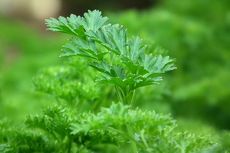 Cara Menanam Parsley di Pot, Bisa Panen Berkali-kali