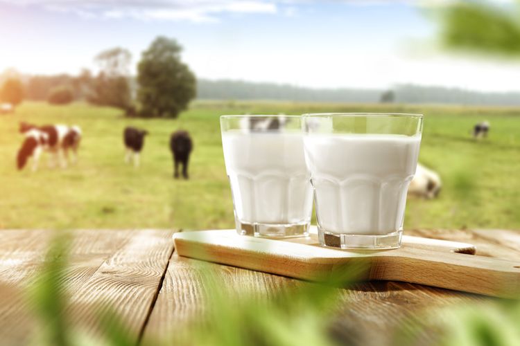 Ilustrasi susu sapi. Sejumlah orang dapat menderita alergi susu sapi.