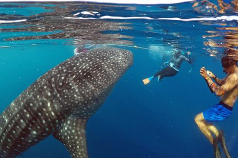 Wisata Hiu Paus di Gorontalo, Bisa Diving dan Foto Bareng