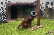 Liburan ke Ragunan, Susanto Takjub Pertama Kali Lihat Orangutan 