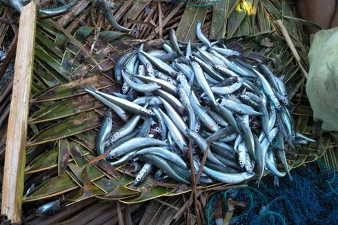Jumlahnya Semakin Berkurang, Penangkapan dan Pengelolaan Ikan Ole di Pulau Tomia Diatur
