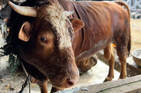 Pemprov Papua Cek Kondisi Sapi Kurban dari Presiden Jokowi