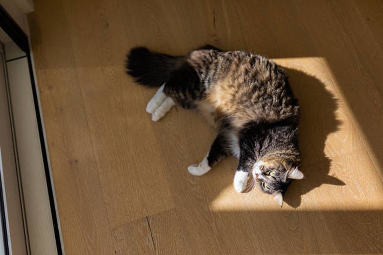 Ilustrasi kucing berjemur di bawah sinar matahari.