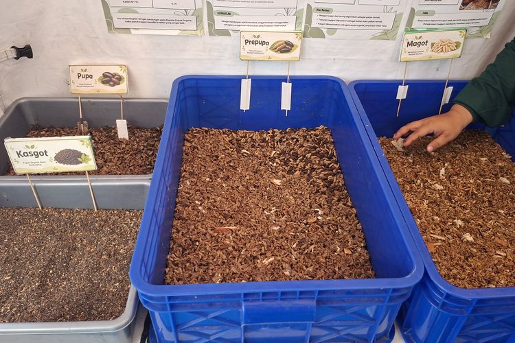 Budi Daya Maggot, Warga Cengkareng Kurangi Sampah Hampir 1 Ton per Bulan