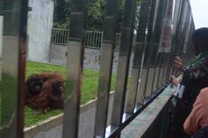 Tiga Hari Libur Lebaran, Pengunjung di Medan Zoo Mencapai 5.834 Orang
