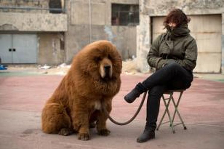 Anjing jenis Tibetan mastiff seperti inilah yang dijadikan seekor singa di kebun binatang Luohe, China.