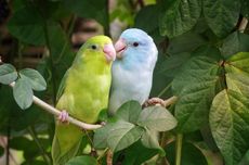 6 Burung Paling Ramah dan Cocok untuk Pemula