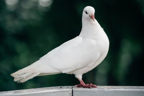 Bisa Mencapai Miliaran Rupiah, Apa Alasan Burung Merpati Dihargai Mahal?