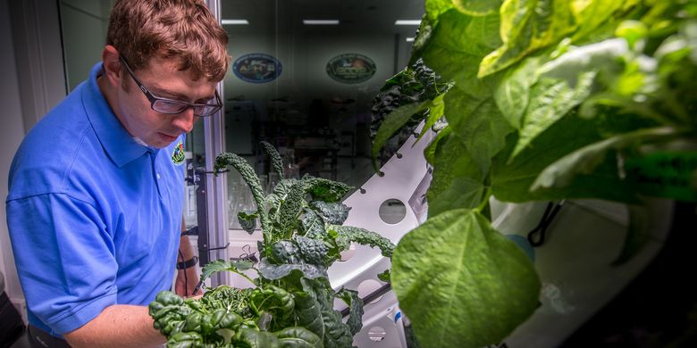 Astronot NASA Matt Romeyn di Veggie Lab of the Space Station Processing Facility di Kennedy Space Center di Florida. Ini bagian misi NASA untuk menumbuhkan tanaman di luar angkasa.